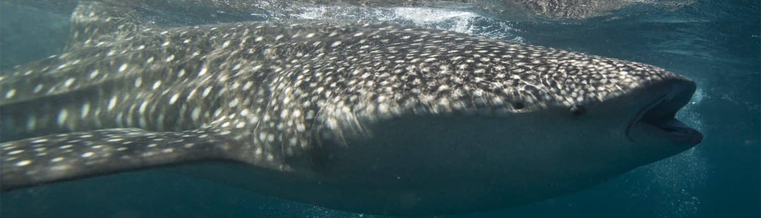 requin baleine en surface en croisière plongée avec OK Maldives
