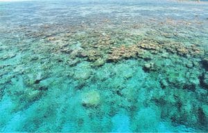 platier de corail aux Maldives pour article de presse
