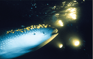 Un requin baleine en plongée de nuit dans le grand sud
